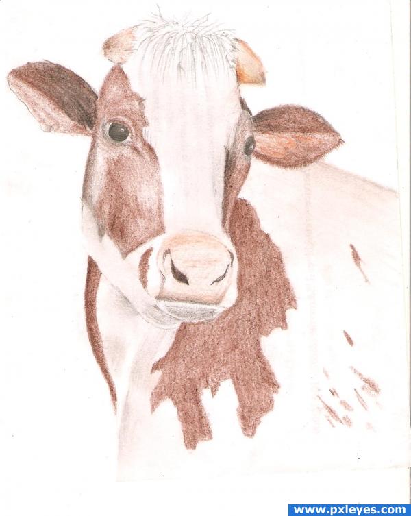 Creation of cow: Final Result